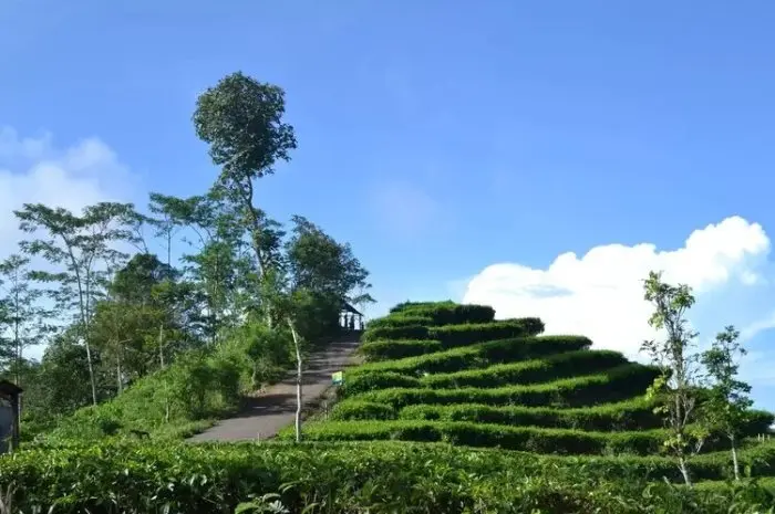 Nglinggo Tea Plantation in Kulon Progo